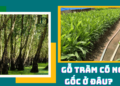 Gỗ tràm có nguồn gốc từ đâu?