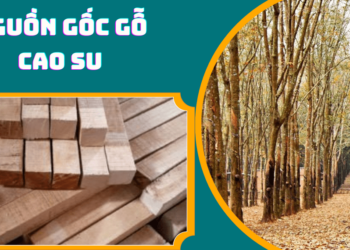 Nguồn gốc gỗ cao su